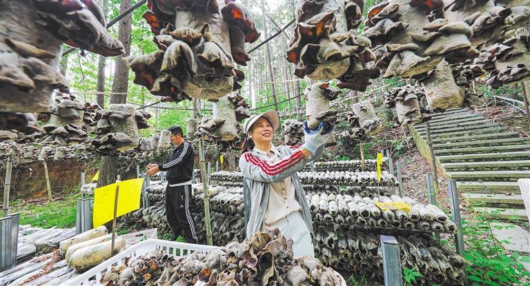 发展产业调研】林下生金冰球突破游戏【高质